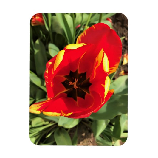 Inside Banja Luka Tulip, Oregon Magneet (Verticaal)