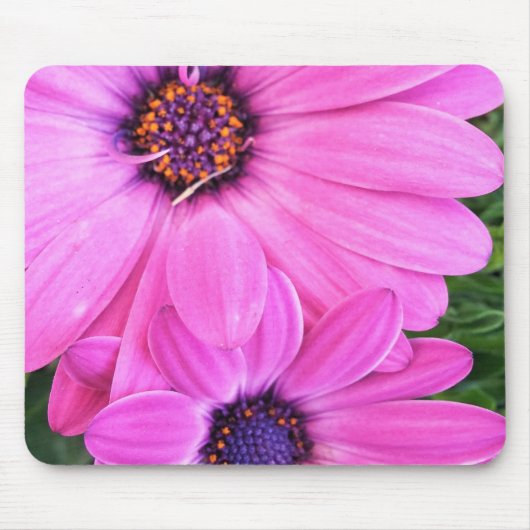 Inside of Pink Paars Gerbera Daisy Flower Natuur Muismat (Voorkant)
