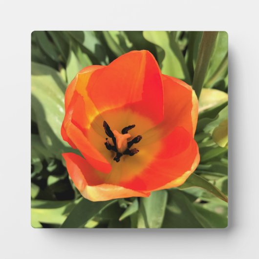 Inside Oranje Tulip Fotoplaat (Voorkant)