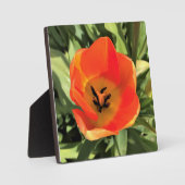 Inside Oranje Tulip Fotoplaat (Voorkant)
