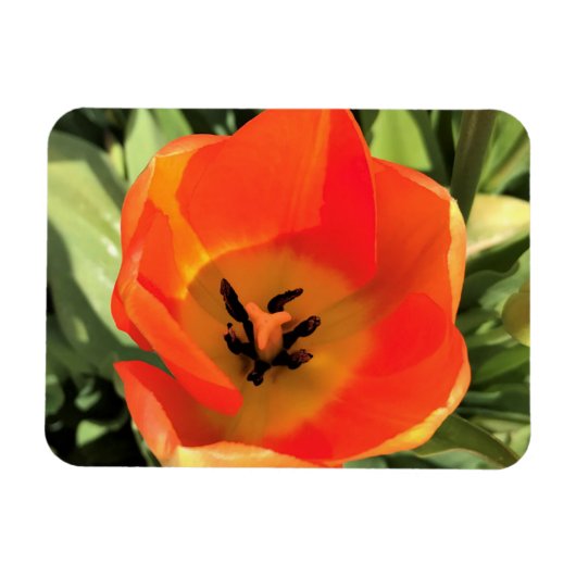 Inside Oranje Tulip Magneet (Horizontaal)