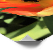 Inside Oranje Tulip Poster (Hoek)