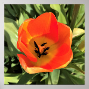 Inside Oranje Tulip Poster