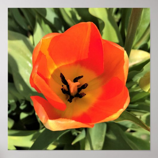 Inside Oranje Tulip Poster (Voorkant)