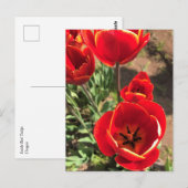 Inside Red Tulips Briefkaart (Voorkant / Achterkant)