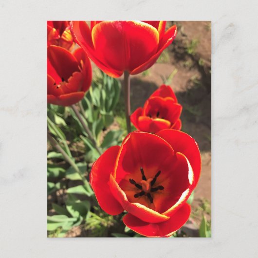 Inside Red Tulips Briefkaart (Voorkant)