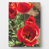 Inside Red Tulips Fotoplaat (voorkant)