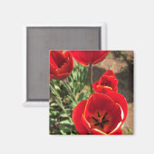 Inside Red Tulips Magneet (Voorkant / Achterkant)