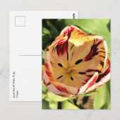 Inside Red & White Tulip Briefkaart (Voorkant / Achterkant)