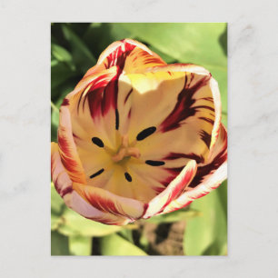 Inside Red & White Tulip Briefkaart