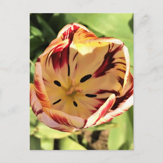 Inside Red & White Tulip Briefkaart (Voorkant)