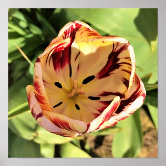 Inside Red & White Tulip Poster (Voorkant)