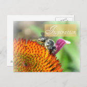Inspiratie Echinacea en Bee Post Kaart (Voorkant / Achterkant)