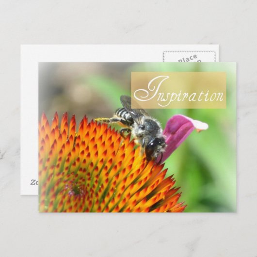 Inspiratie Echinacea en Bee Post Kaart (Voorkant / Achterkant)