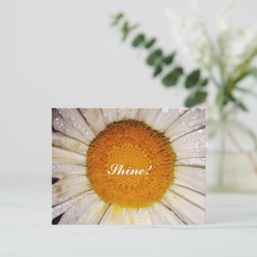 Inspirational Daisy with Dew Drops - Shine! Briefkaart (Staand voorkant)