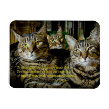Inspirerend Kat Magnet - Alle katten zijn uniek