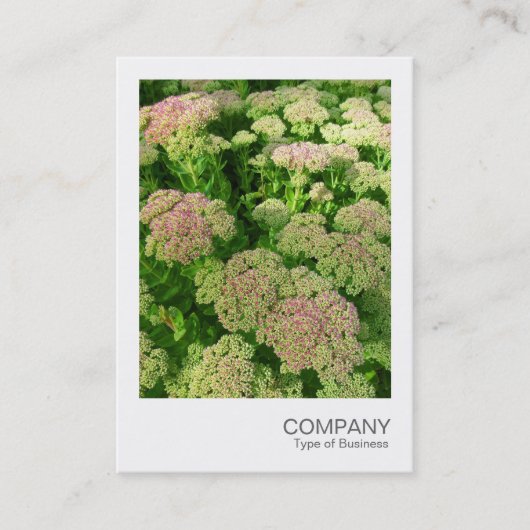 Instant Foto 033 - Sedum Visitekaartje (Voorkant)