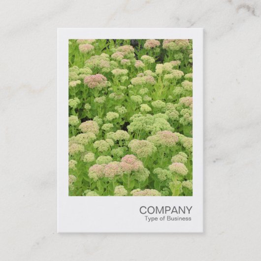 Instant Photo 058 - Sedum (herfst Joy) Visitekaartje (Voorkant)