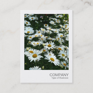 Instant Photo 09 - Shasta Daisy Visitekaartje