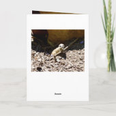 Insy Winsy Baby Meerkat, Birthday Kaart (Achterkant)
