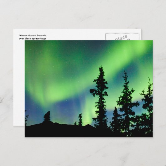 Intense Aurora borealis over zwarte spar taiga Briefkaart (Voorkant / Achterkant)