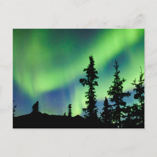 Intense Aurora borealis over zwarte spar taiga Briefkaart