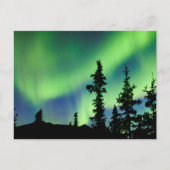 Intense Aurora borealis over zwarte spar taiga Briefkaart (Voorkant)