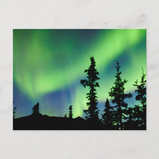 Intense Aurora borealis over zwarte spar taiga Briefkaart (Voorkant)