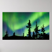 Intense Aurora borealis over zwarte spar taiga Poster (Voorkant)