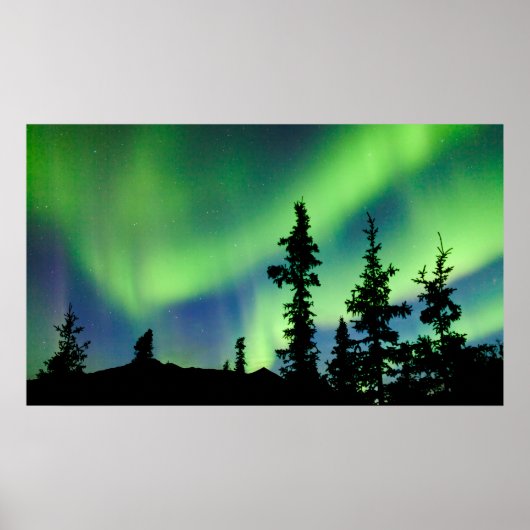 Intense Aurora borealis over zwarte spar taiga Poster (Voorkant)