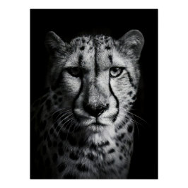 Intense Black and White Cheetah Portrait Perfect Poster