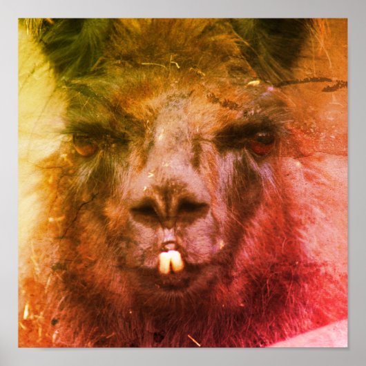 Intense Black Llama Face Sluiten Abstract Poster (Voorkant)