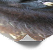Intense Black Llama Face Sluiten Poster (Hoek)