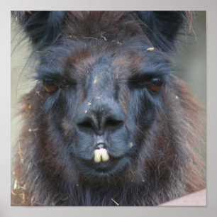 Intense Black Llama Face Sluiten Poster
