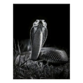 Intense Black & White King Cobra Fine Art Print | Perfect Poster (Voorkant)