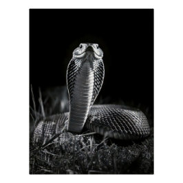  Intense Black & White King Cobra Fine Art Print | Perfect Poster