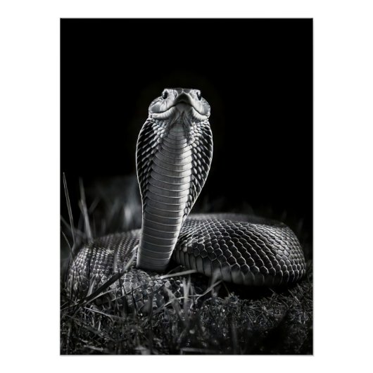  Intense Black & White King Cobra Fine Art Print | Perfect Poster (Voorkant)