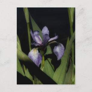 Intense blauwe vlag Iris-ventilator Briefkaart