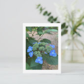 Intense Blue Lacecap Hydrangea Briefkaart (Staand voorkant)