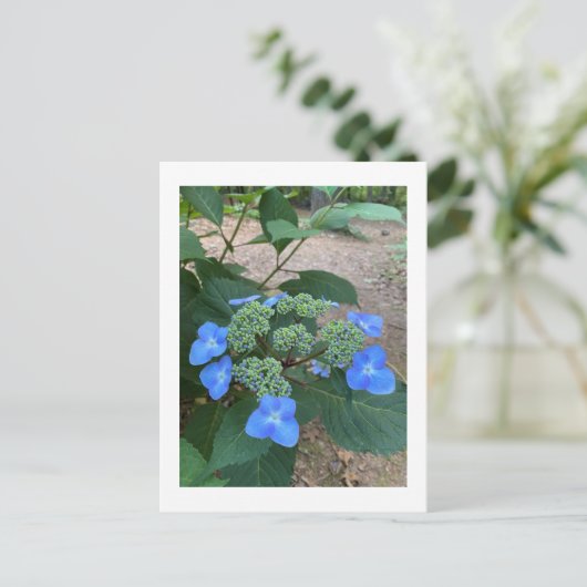 Intense Blue Lacecap Hydrangea Briefkaart (Staand voorkant)