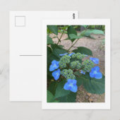 Intense Blue Lacecap Hydrangea Briefkaart (Voorkant / Achterkant)