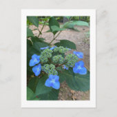 Intense Blue Lacecap Hydrangea Briefkaart (Voorkant)