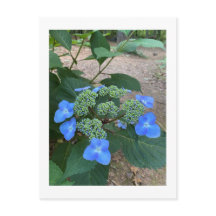 Intense Blue Lacecap Hydrangea