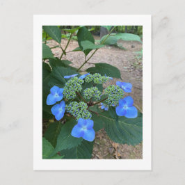 Intense Blue Lacecap Hydrangea Briefkaart
