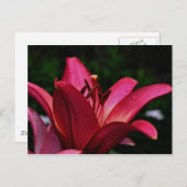 Intense Briefkaart voor daglonffotografie (Voorkant / Achterkant)