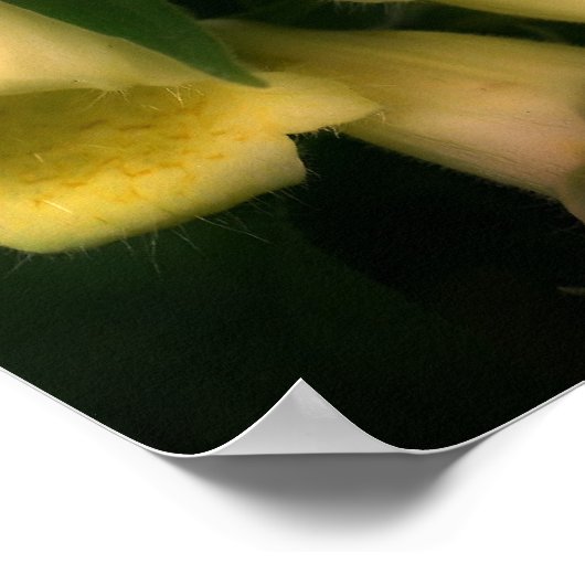 Intense Foxglove Flowers Poster (Hoek)