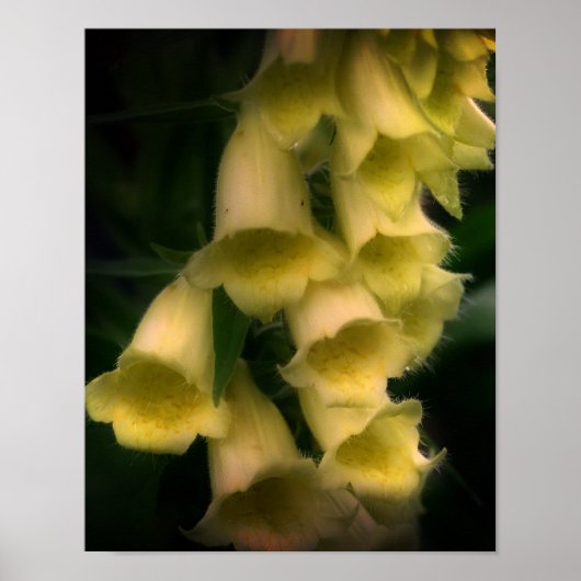 Intense Foxglove Flowers Poster (Voorkant)