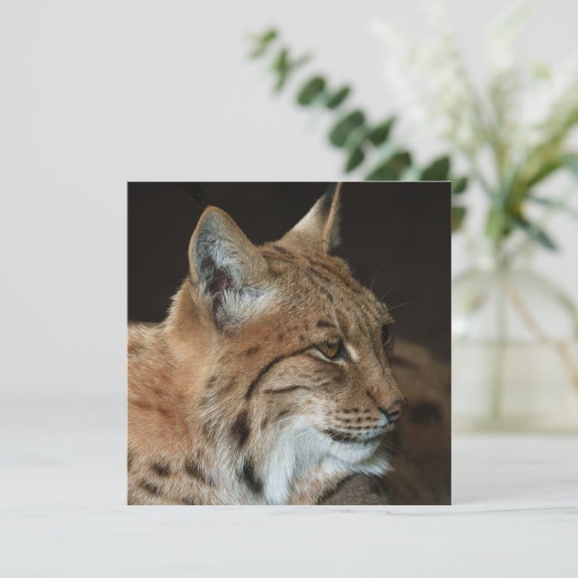 Intense Gaze: Close-up van een Lynx (Staand voorkant)