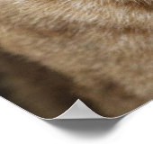 Intense Gaze: Close-up van een Lynx Poster (Hoek)