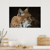 Intense Gaze: Close-up van een Lynx Poster (Keuken)